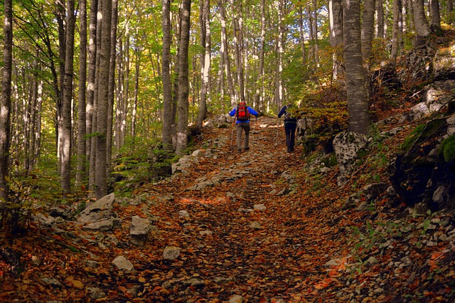 La marche en forêt, êtes-vous assez prévoyant?