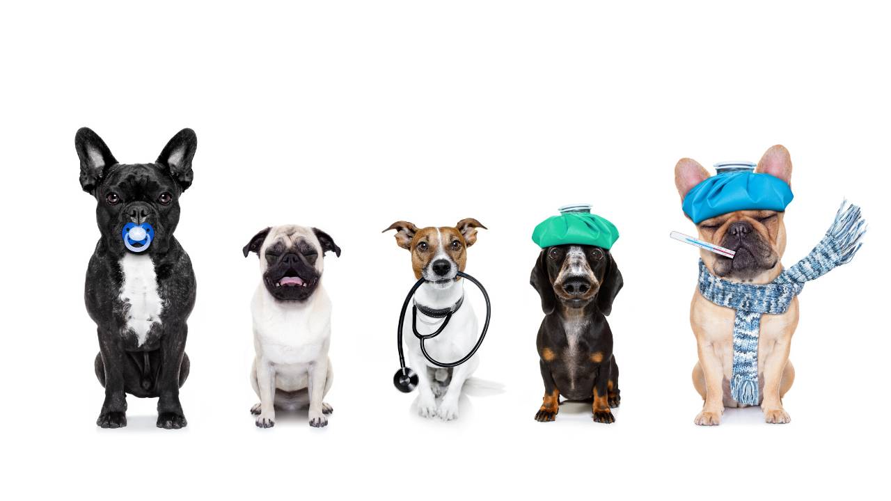 Secourisme pour propriétaires de chiens et chats